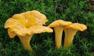 chanterelles against parasites in the human body
